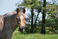 /album/fotos/roosje-jpg1/