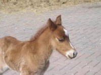 /album/fotos/fientje-jpg/