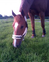 /album/fotos/izzy-jpg/