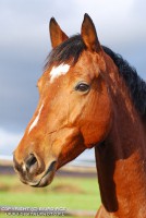 /album/fotos/paard-jpg/